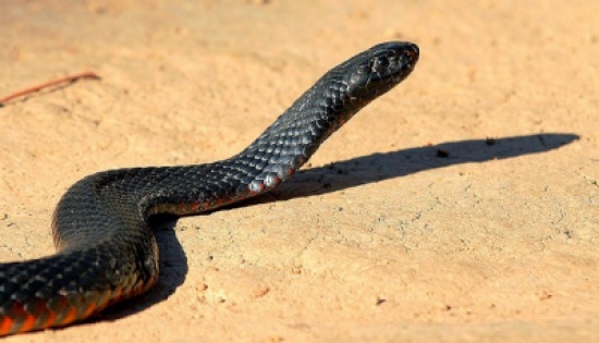 قرية في جرش تستعين بالدفاع المدني لقتل " حنش "